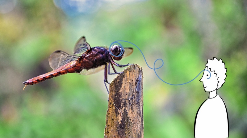 dragonfly-800px