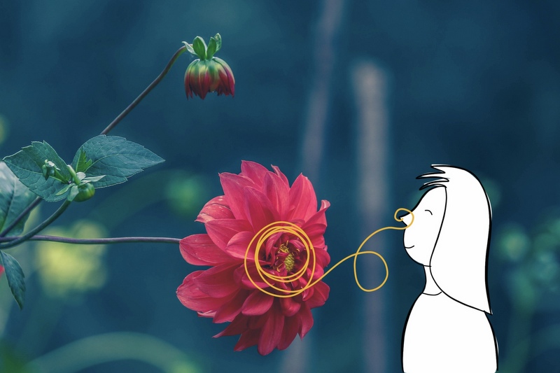 flower-800px flower-800px